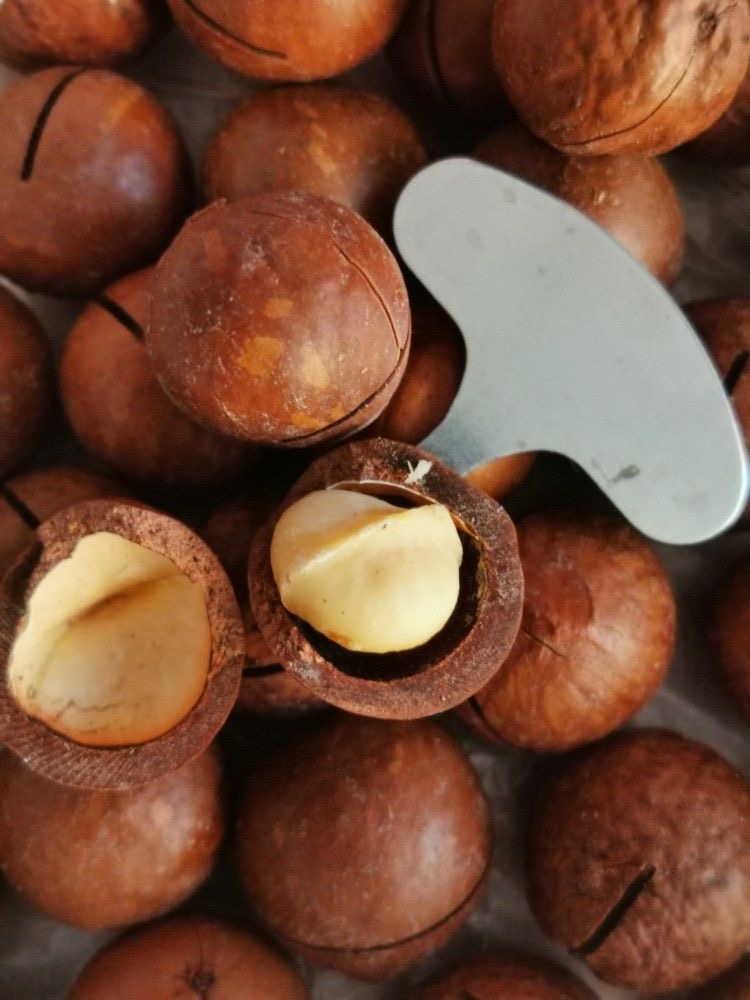 فندق ماکادمیا استرالیایی